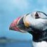Mr Puffin