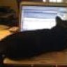 LeChat