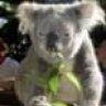 Perth Aussie