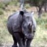 RhinoUK