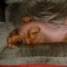 thebunns