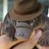 PvtPlatypus