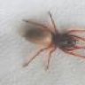spider