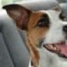 JackRussellTer