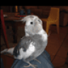 MexicanPygmy