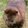 rcwombat