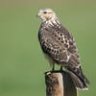 hawk eye