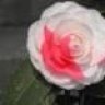 camellia