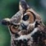niteowl2k