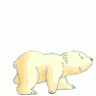 poppa bear