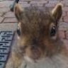 RocketJSquirrel