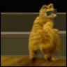 comprof