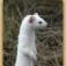 Ermine