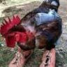 redrooster01