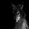 SkyWolf