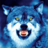 FocusedWolf