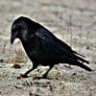 IndigoCrow