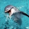 LovelyFlipper