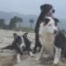 bordercollie