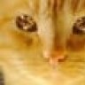 catbertz