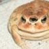Toadsworth