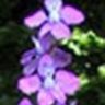 Larkspur