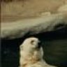 Layback Bear
