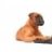 lappydog