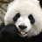pandasaurus