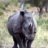 RhinoUK