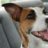 JackRussellTer