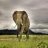 greycoat