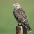 hawk eye