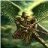 Archangel83