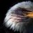 eaglewing