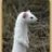 Ermine