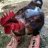 redrooster01
