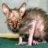 bigdude