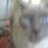 stoccat