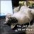 selkie