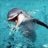 LovelyFlipper
