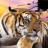 cajuntiger