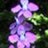 Larkspur