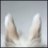 bunny xy