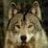 silverwolf73