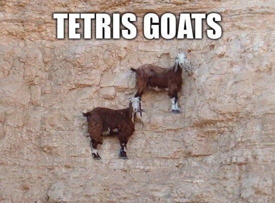 Funny-goat-pictures-5.jpg