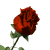 rose.gif