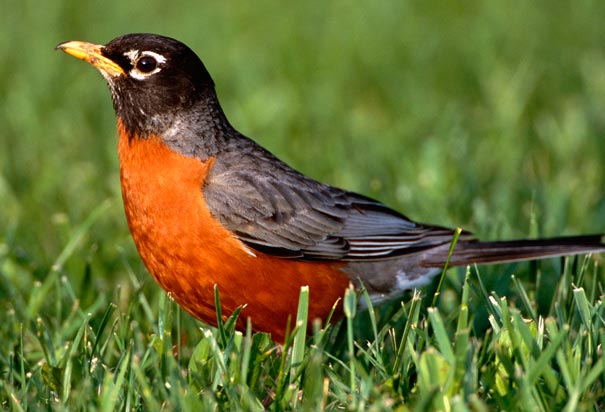 americanrobin.jpg