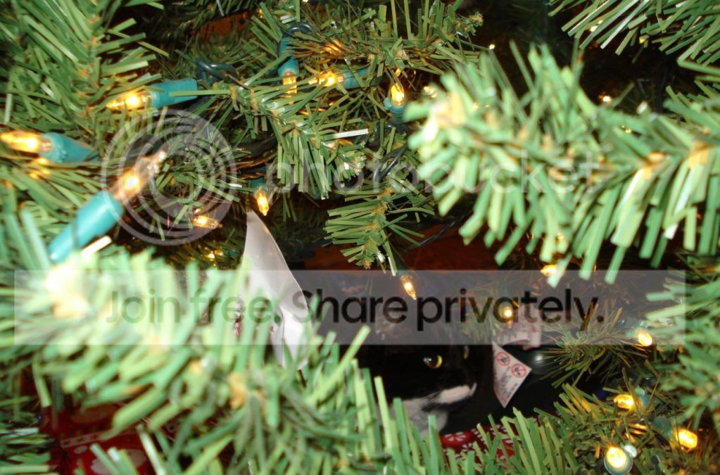 Cat_in_Xmas_Tree.jpg