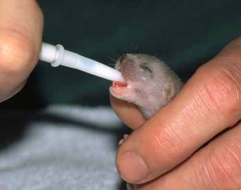 1121-26-baby-weasel.jpg.jpg